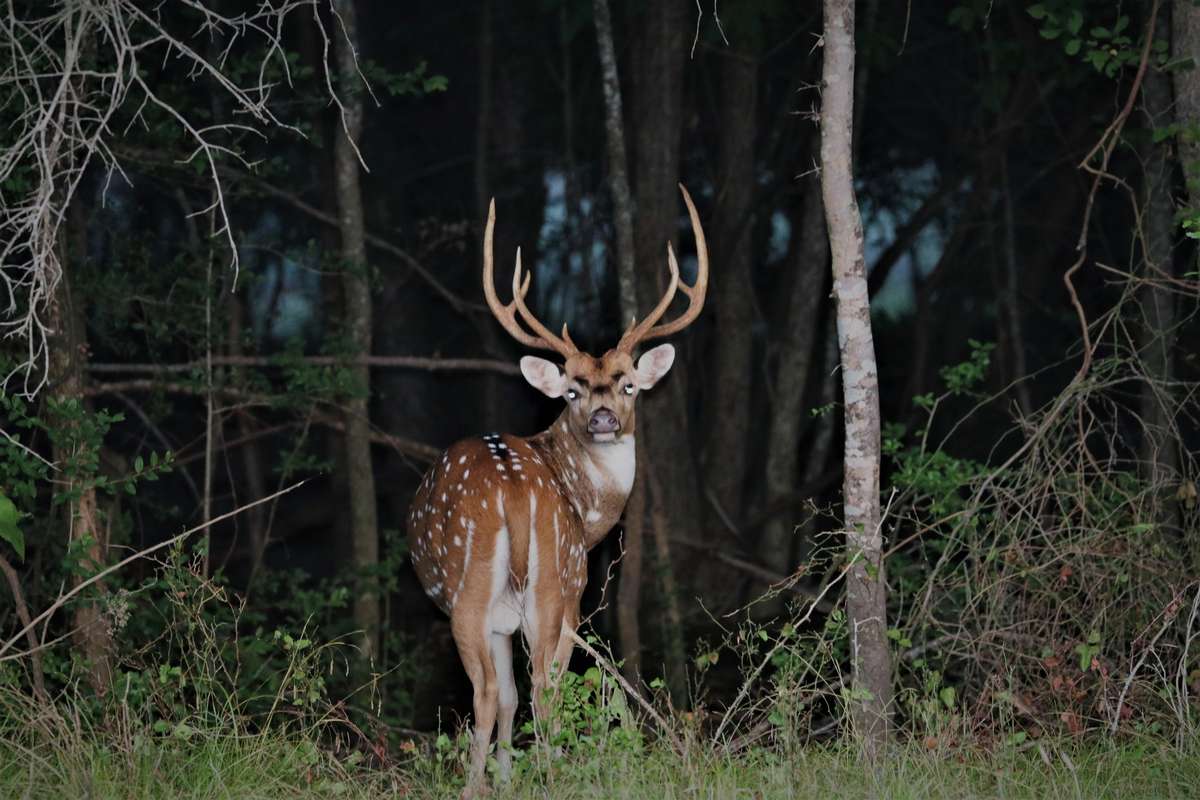 Axis Deer Hunts