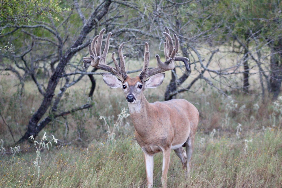 Trophy Whitetail Deer Trophy Whitetail Deer