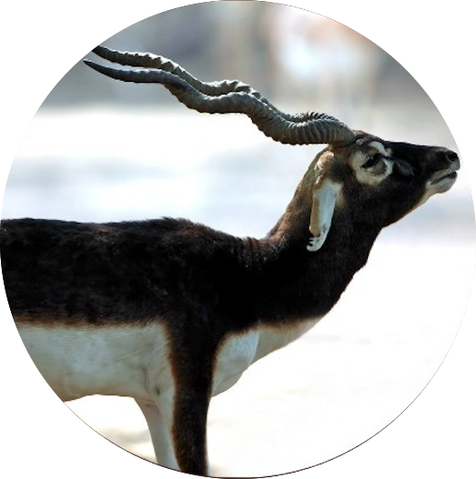 Blackbuck Males Hunting Packages 