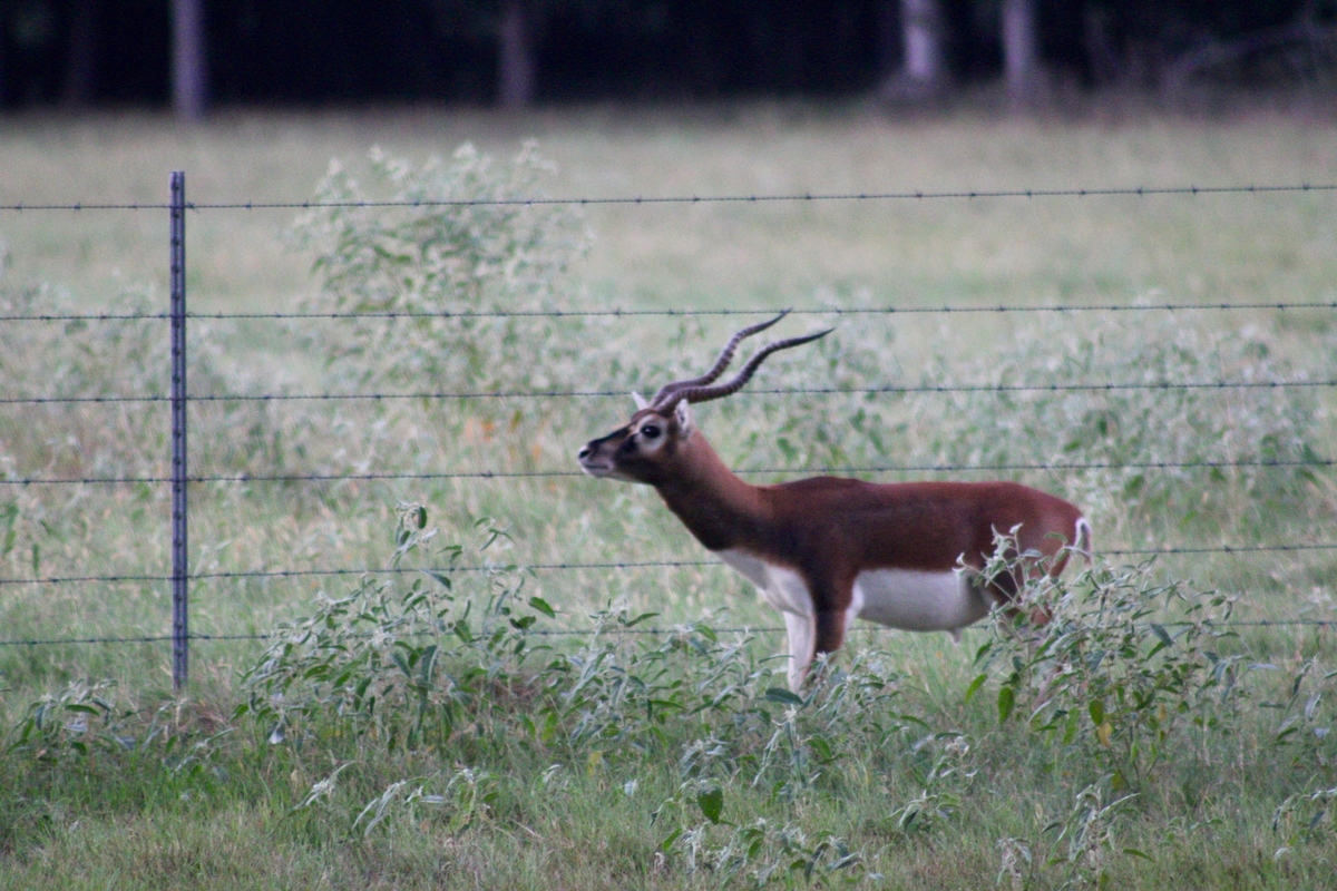 Blackbuck Antelope Hunting Blackbuck Antelope Hunting