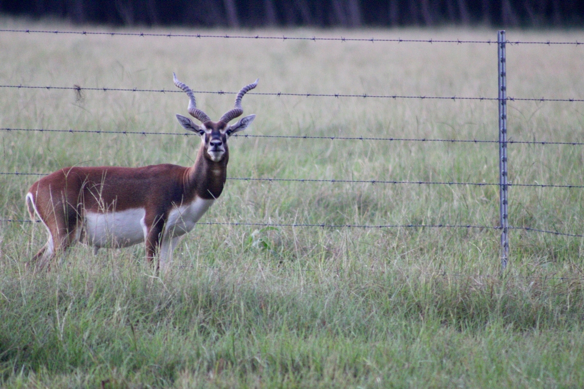Blackbuck Antelope Hunts Blackbuck Antelope Hunts