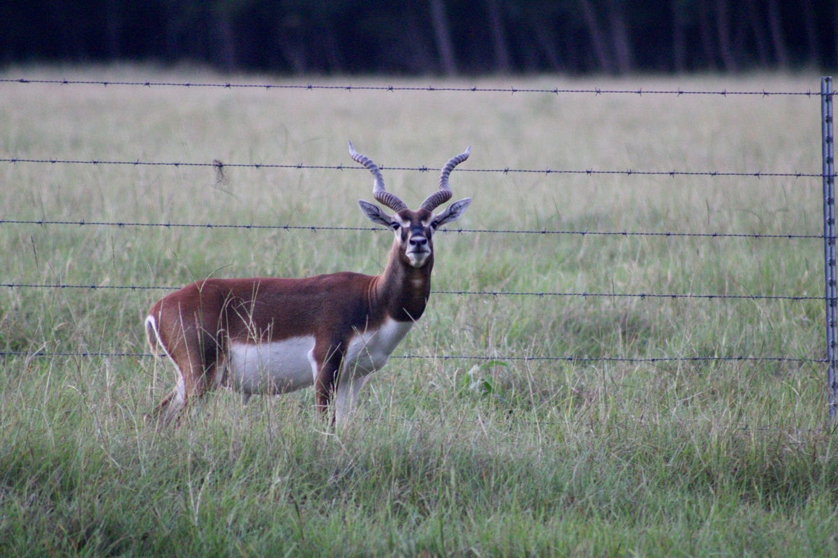 Blackbuck Males Hunting Packages Blackbuck Males Hunting Packages