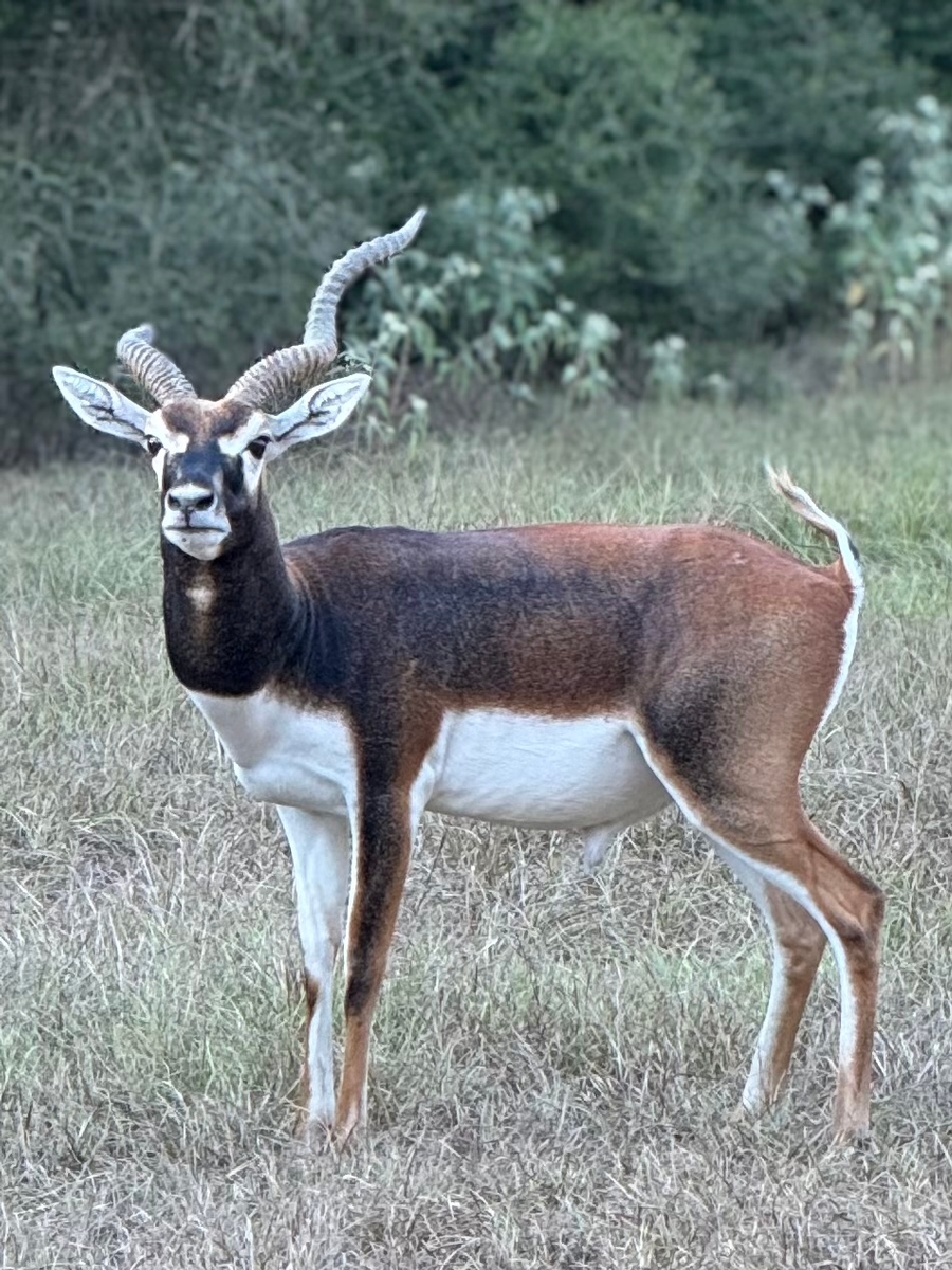 What To Expect on Your Blackbuck Antelope Hunt What To Expect on Your Blackbuck Antelope Hunt