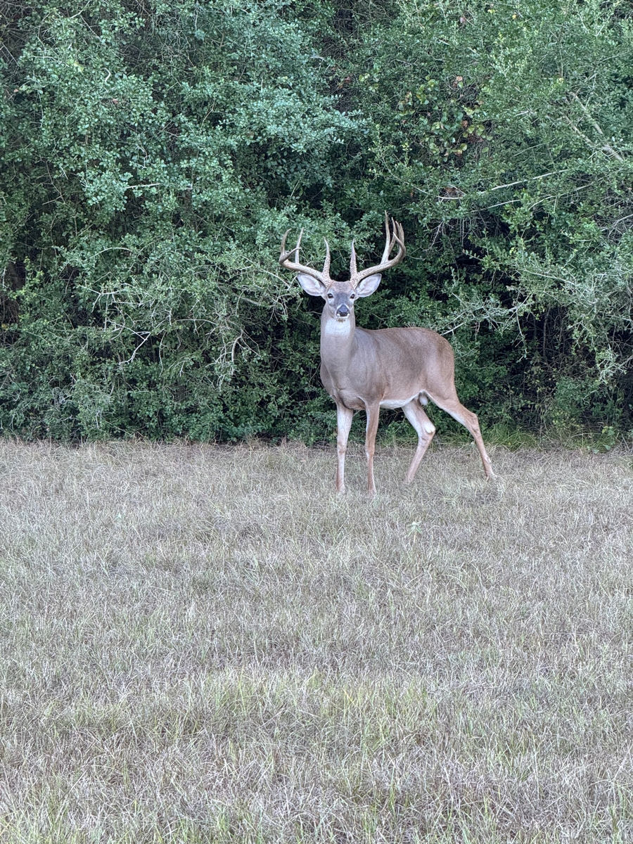 Whitetail Deer Hunting Seasons & Pricing: Whitetail Deer Hunting Seasons & Pricing: