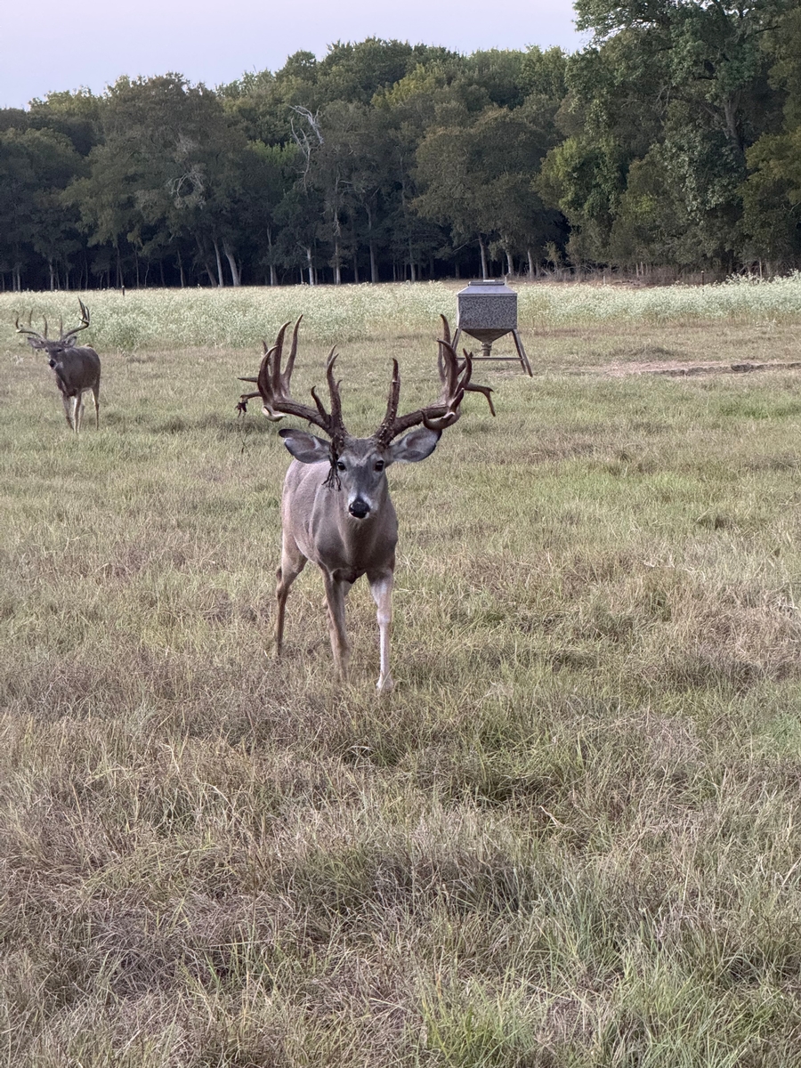Whitetail Deer Hunting Whitetail Deer Hunting